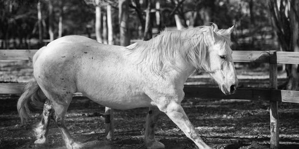 Horse in the paddock - Foto, Bild