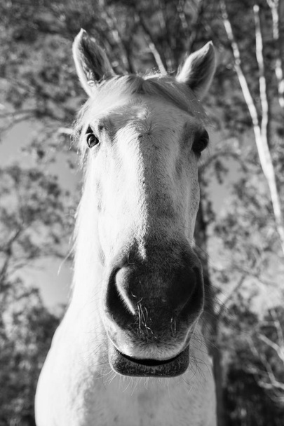 kůň v ohradě - Fotografie, Obrázek