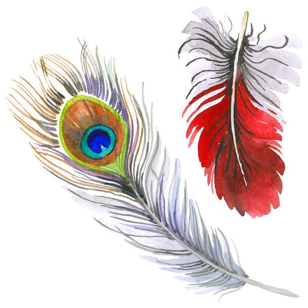 Watercolor bird feather from wing isolated. - Photo, image