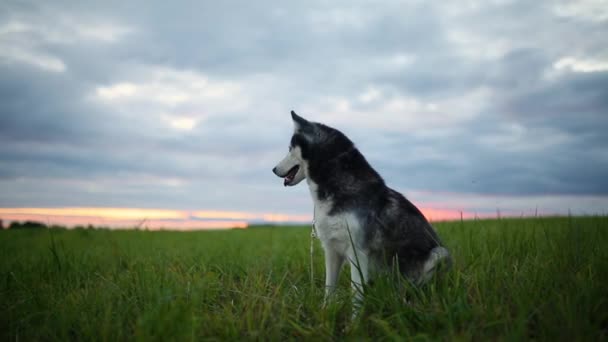 Zwart en wit hond, ras van de Siberische Husky buiten in het park bij zonsondergang - Video