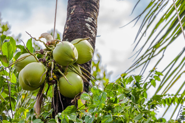 een tuinman oogst kokosnoot vrucht  - Foto, afbeelding
