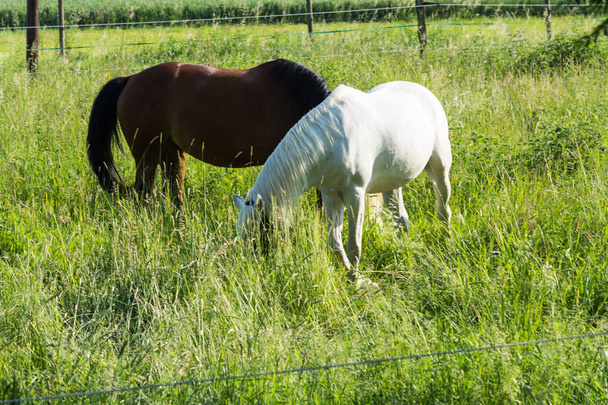 две лошади на лугу - Фото, изображение