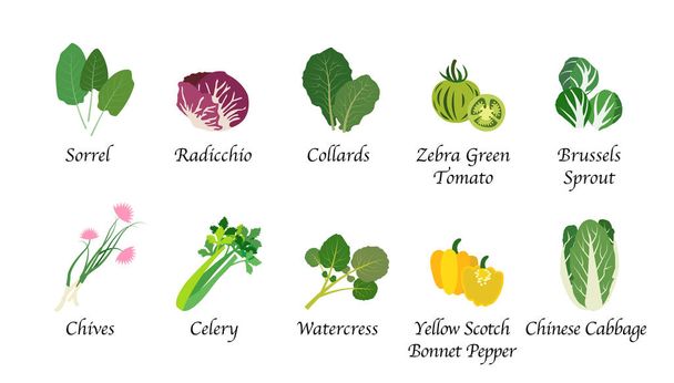 有機自然健康野菜食糧スパイス分離ベクトル コレ - ベクター画像