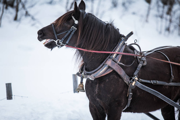 A beautiful brown horse pulling sled in winter - Fotoğraf, Görsel