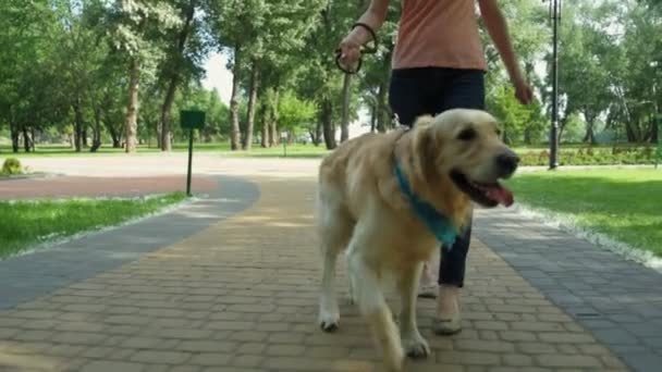 Ευχάριστη σπορ γυναίκα το περπάτημα στο πάρκο με το σκύλο - Πλάνα, βίντεο