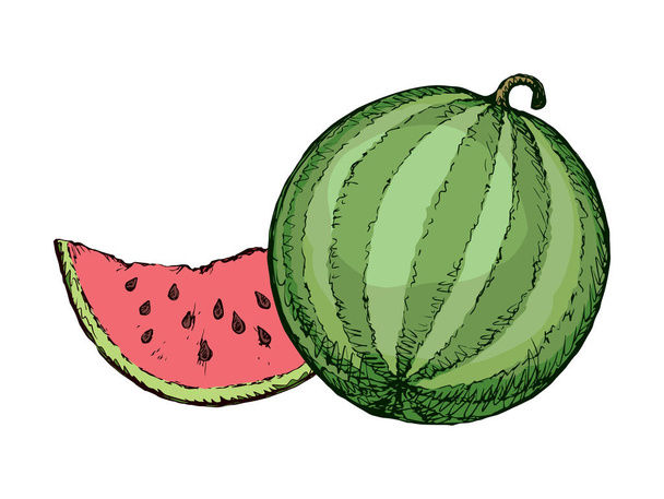 Vodní meloun. Vektorové kreslení - Vektor, obrázek