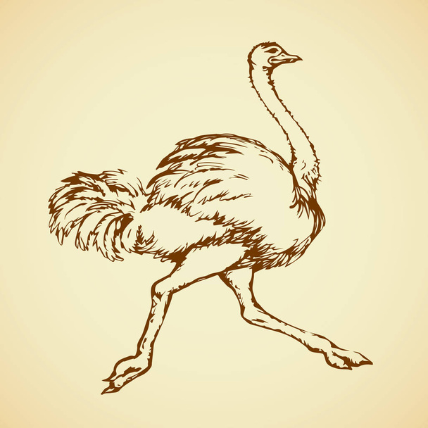Avestruz. Desenho vetorial
 - Vetor, Imagem