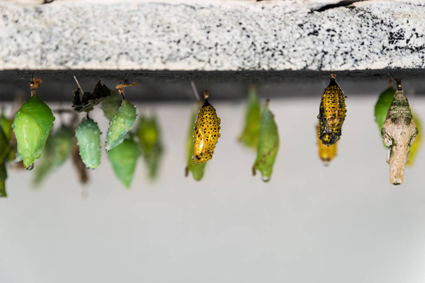 Poczwarki różnych grup butterlies na farmie - Zdjęcie, obraz