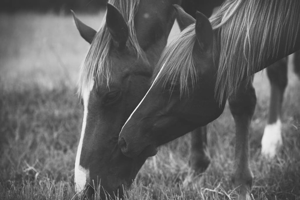 Horses in the paddock - Foto, Bild