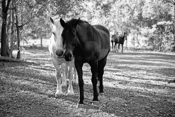 Pferde auf der Koppel - Foto, Bild