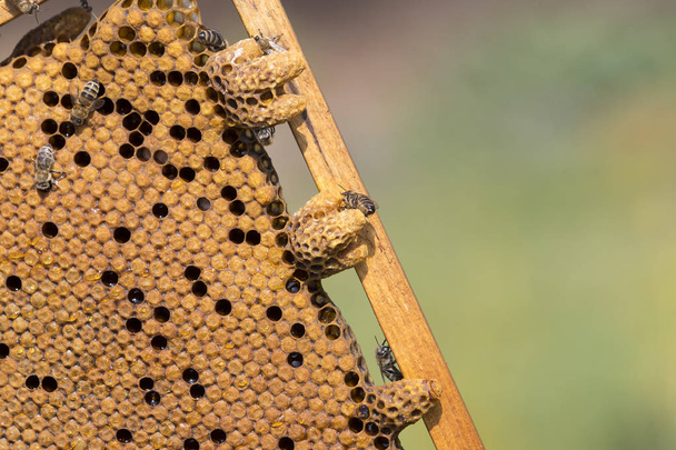 The bee hive is shot close-up  - Фото, зображення