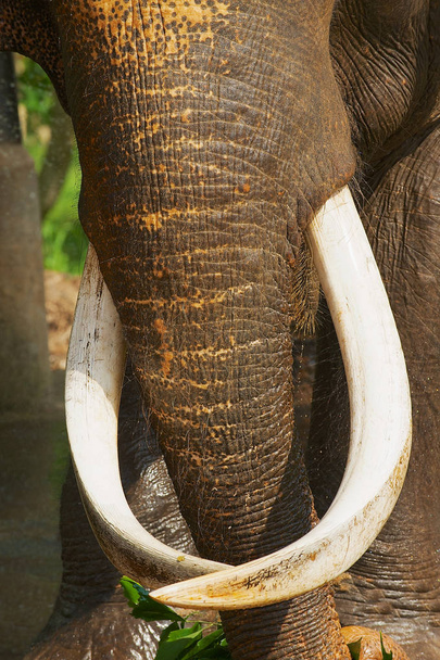 大人の男性インド象ピンナワラ象の孤児院、スリランカでのトランク. - 写真・画像