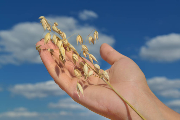 Human hand with oat spikelet against deep blue sky - Φωτογραφία, εικόνα