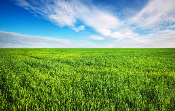 Green grass and blue sky with white clouds - Photo, Image