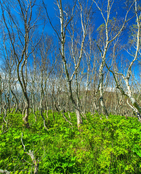 Tiheä maanpäällinen kasvillisuus pohjoisessa metsässä
 - Valokuva, kuva