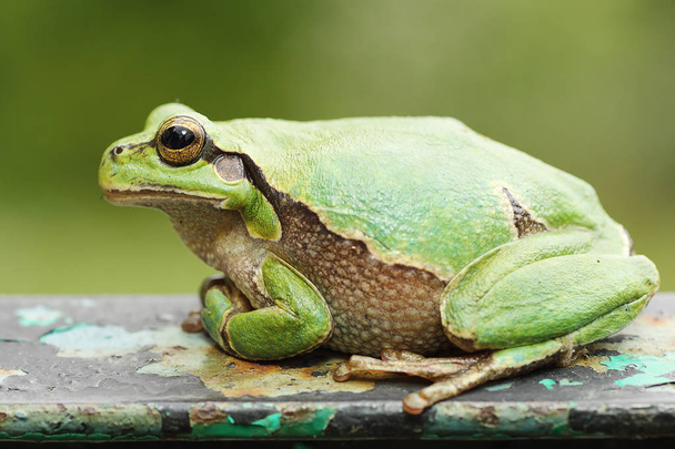 cute colorful tree frog - Photo, Image
