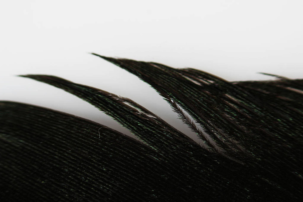 Urracas de plumas negras macro con desbordamientos multicolores sobre un fondo blanco
 - Foto, imagen