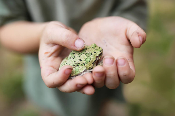  Βρώμικα χέρια του μικρό αγόρι που κατέχουν ένα γκρι Treefrog - Φωτογραφία, εικόνα