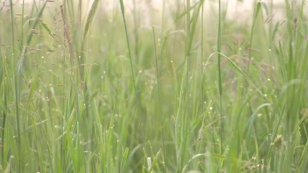 Dew Drops on Stems of Wild Grasses Predawn Fog - Footage, Video