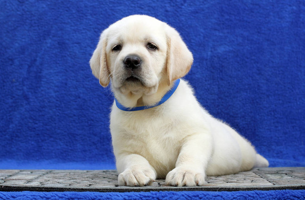 маленький щенок лабрадор на синем фоне
 - Фото, изображение