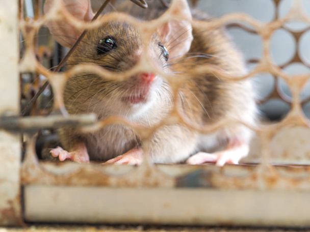 die Ratte befand sich in einem Käfig und fing eine Ratte. die Ratte hat die Krankheit auf den Menschen übertragen, wie Leptospirose, Pest.  - Foto, Bild