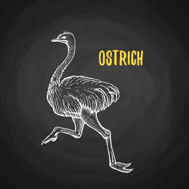 Bird ostrich animal in the style of chalk - Vector, Image