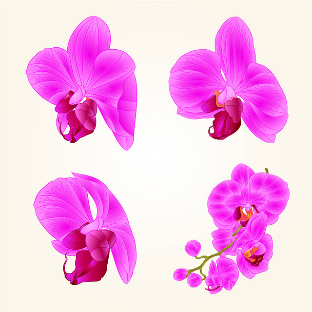 Piękna fioletowa Orchidea Phalaenopsis kwiaty zbliżenie na białym tle vintage zestaw druga ilustracja edytowalny wektor  - Wektor, obraz