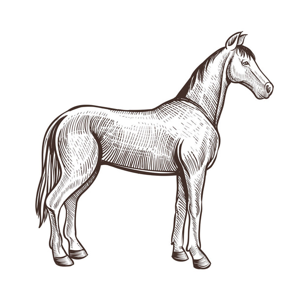 Ручной рисунок лошади
.  - Вектор,изображение