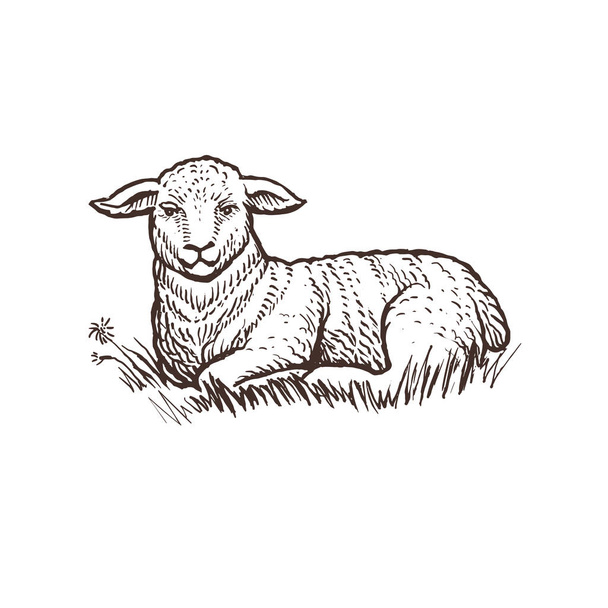 Lamb Farma zvířat skica - Vektor, obrázek