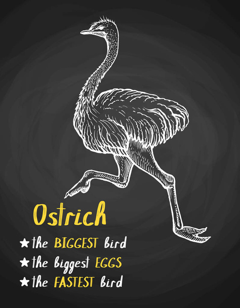 Bird ostrich poster in chalk style  - Vector, Image