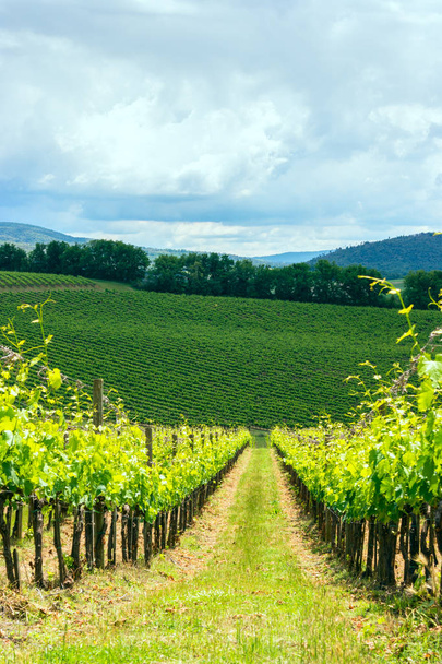 Paisagem vinícola de Chianti na Toscana
 - Foto, Imagem