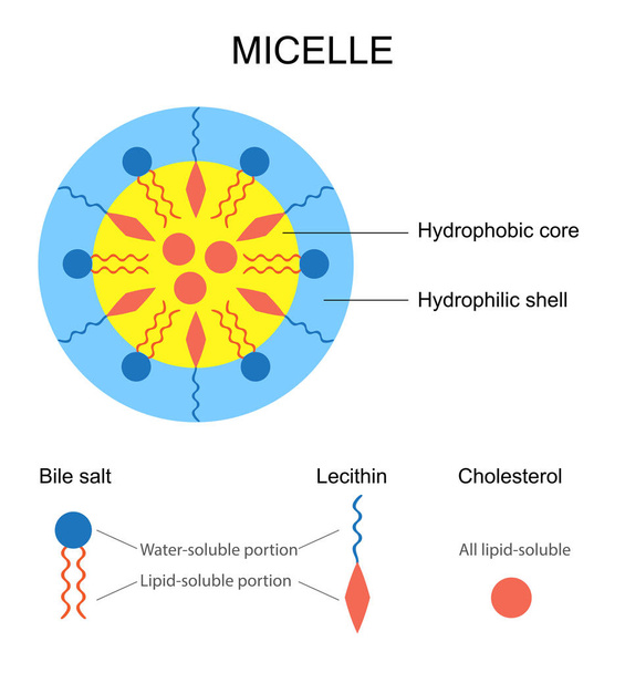 Rappresentazione schematica di una Micelle
 - Vettoriali, immagini