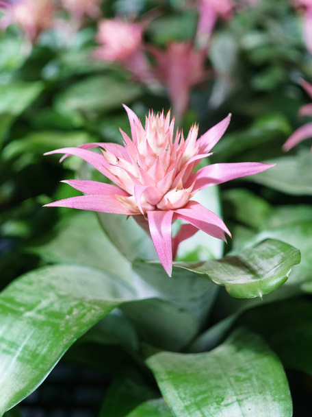 Pink flower of Urn Plant (Bromeliad or Aechmea fasciata or BROME - Photo, Image
