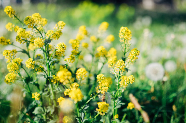 Fiore Barbarea soffice giallo selvatico in un campo
 - Foto, immagini
