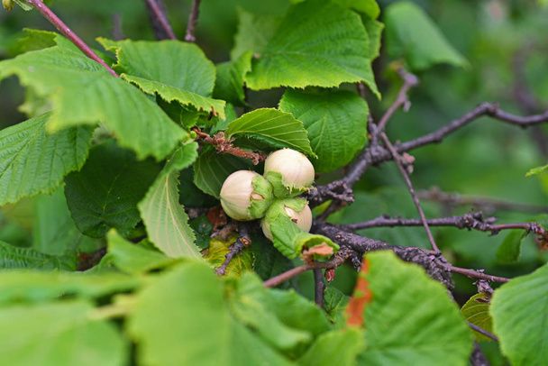 Лесные орехи в парке Мадейры
 - Фото, изображение