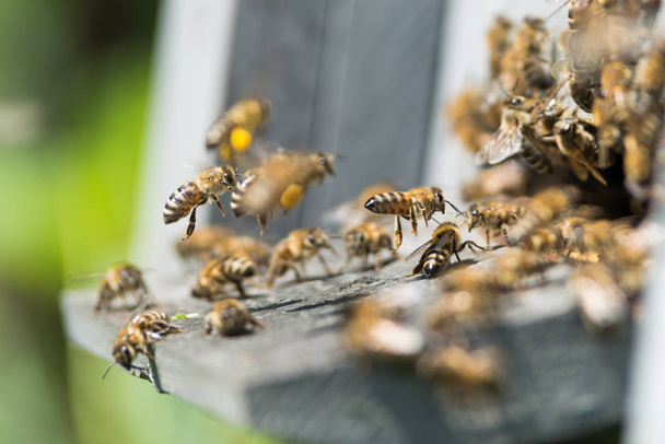 mehiläiset puisessa mehiläispesässä
 - Valokuva, kuva