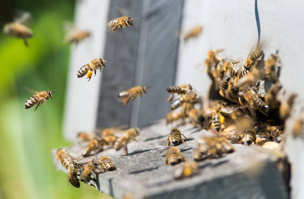abejas sobre colmena de madera
 - Foto, imagen