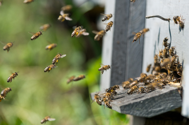  bijen vliegen naar bijenkorf - Foto, afbeelding