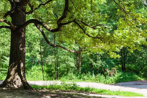 Dub nad cestou v městském parku v létě - Fotografie, Obrázek