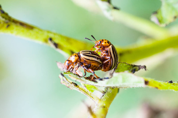 pair of colorado potato beetles on potato bush - Photo, Image