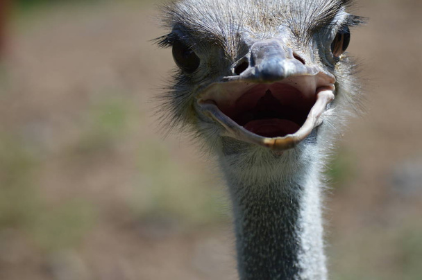 Ostrich in the outdoors - Photo, Image