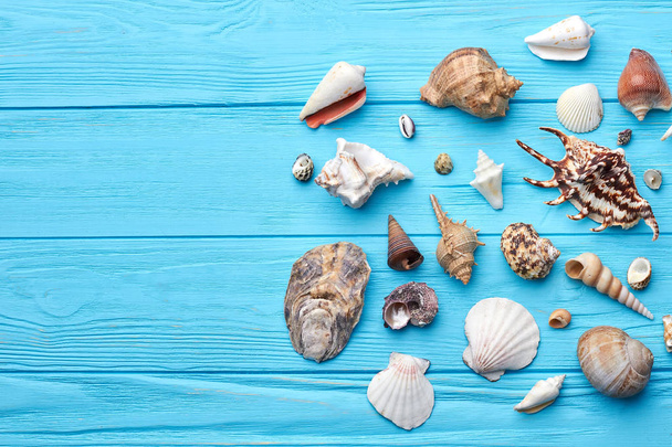 Composition of exotic sea shells. - Zdjęcie, obraz