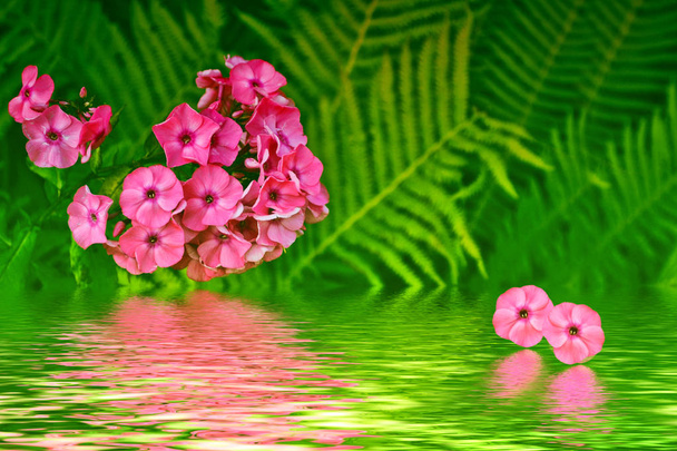 Барвисті яскраві квіти флоксів на фоні літнього пейзажу
 - Фото, зображення