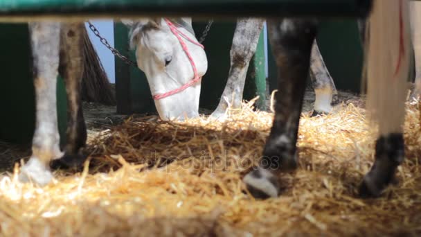 Hoofs and legs of horses and feeding gray horse - Footage, Video