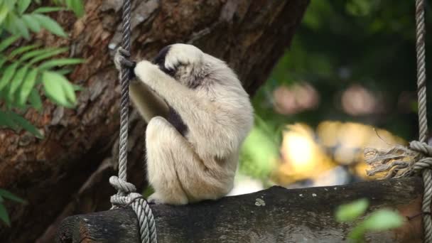 Gibbon pilé sur arbre
. - Séquence, vidéo