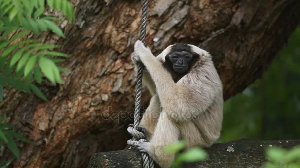 Pileated Gibbon on tree. - Πλάνα, βίντεο