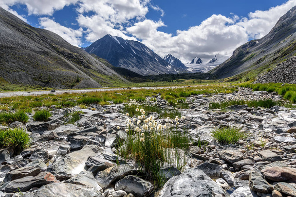 hegyek gleccser virágok kövek nyári - Fotó, kép