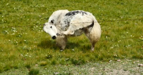 4k een kudde van yak op de Prairie, China plateau landschap. - Video