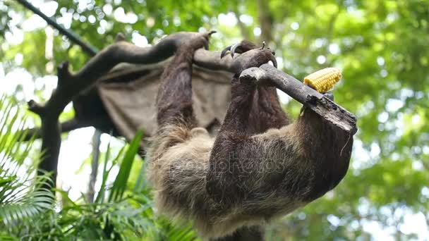 Ленивец ест свежую кукурузу
 - Кадры, видео