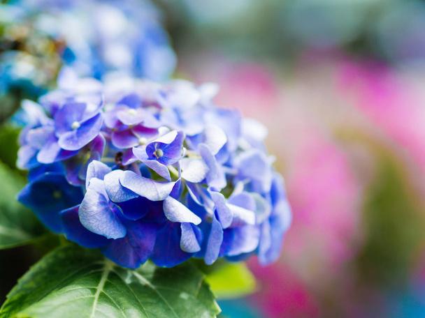 крупним планом фіолетовий білий Гортензія Панікулата Лімелайт квіти
 - Фото, зображення